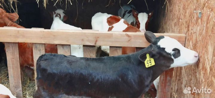 Телята с бесплатной доставкой