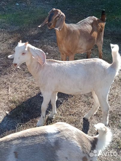 Чистопородные нубийские козлики и козочки