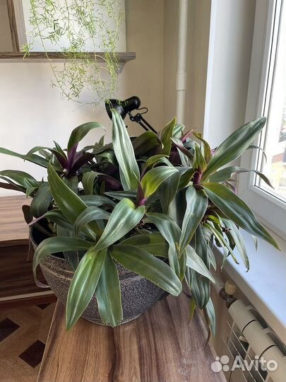 Традесканция рео