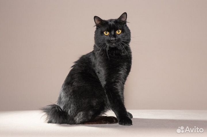 Котята с родословной