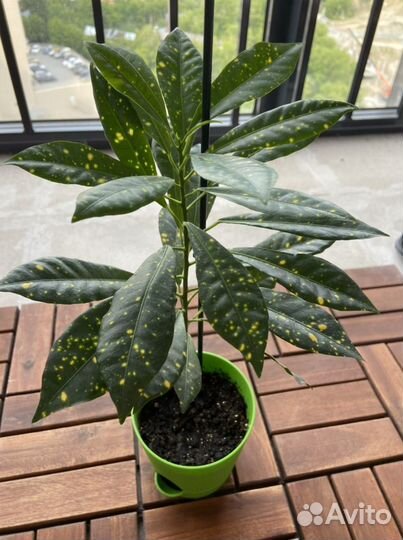 Кротон аукуболистный