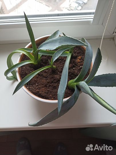 Агава голубая