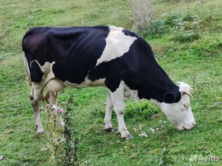Коровы дойные молочные
