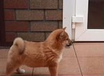 Маленькая японская собака-Сиба