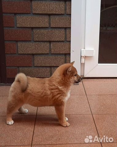 Маленькая японская собака-Сиба объявление продам