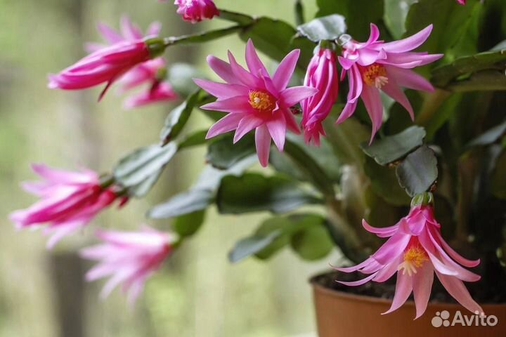 Циссус березка, декабрист, цикломен