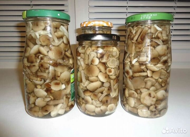 Собираю опятки) под заказ, только свежие грибы