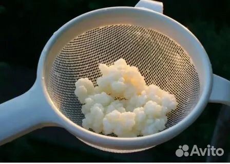 Кефирный молочный гриб