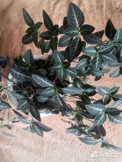 Алоэ вера растение