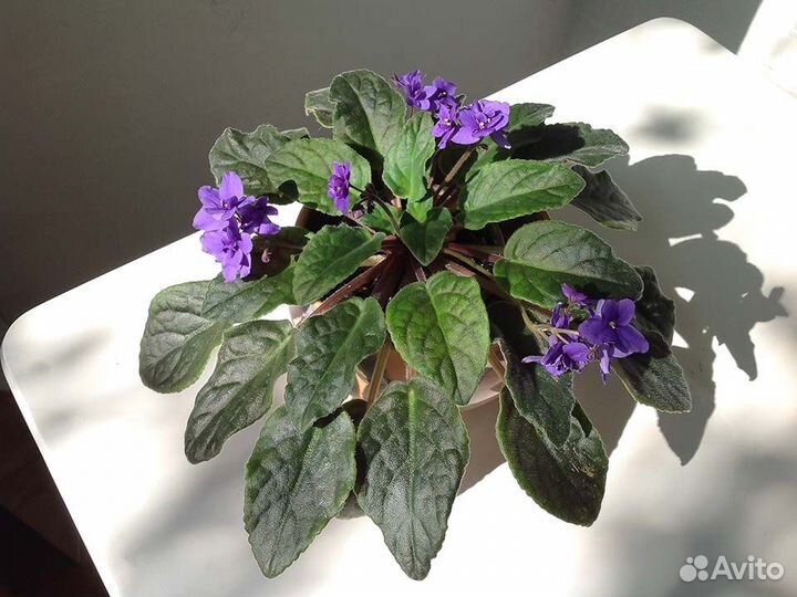 Фиалка цветущая фиолетовая