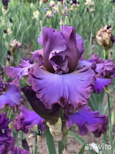 Ирисы бородатые