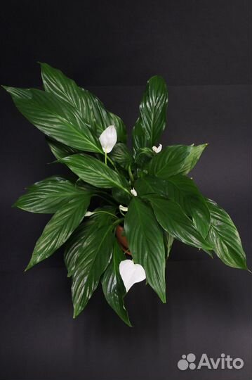 Спатифиллум. Женское счастье. Комнатные цветы