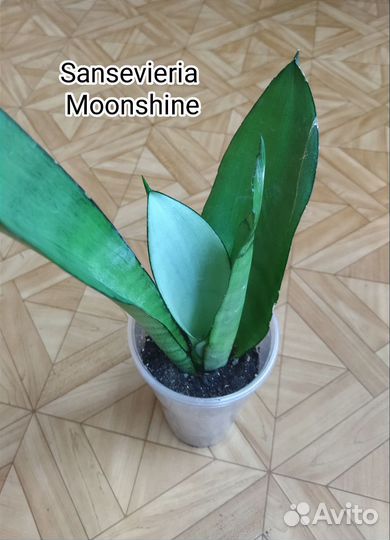 Сансевиерия муншайн / Sansevieria Moonshine