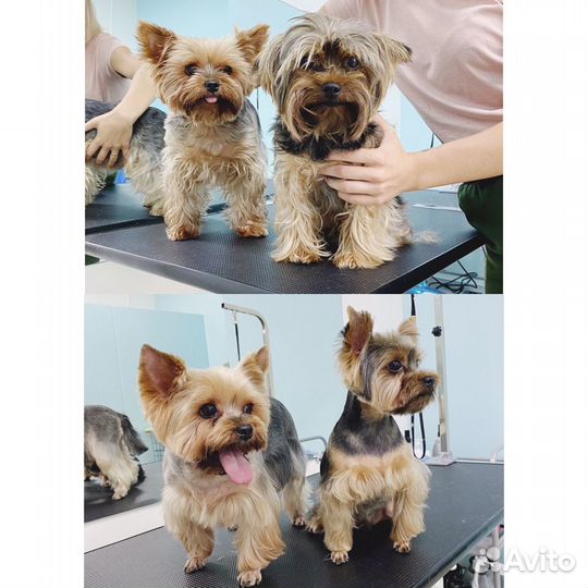 Грумминг собак и кошек. Стрижка, уход, гигиена