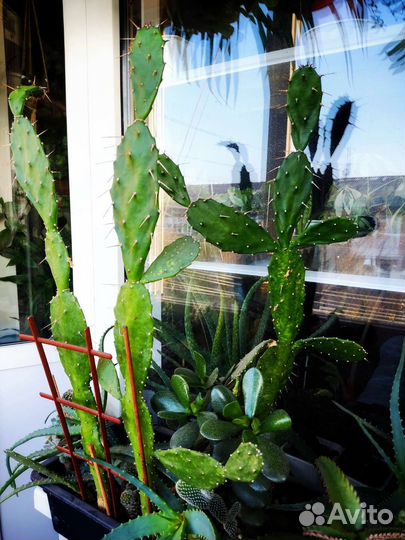 Комнатные растения цветы