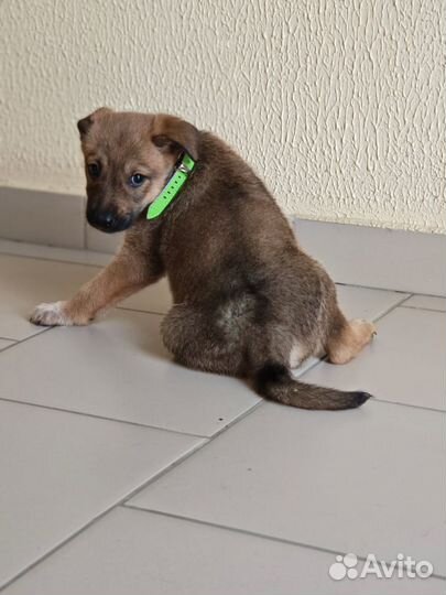 Щенок девочка