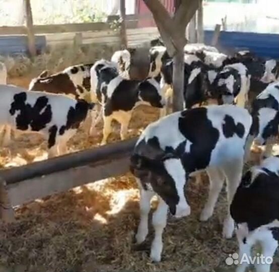 Бычки и телята