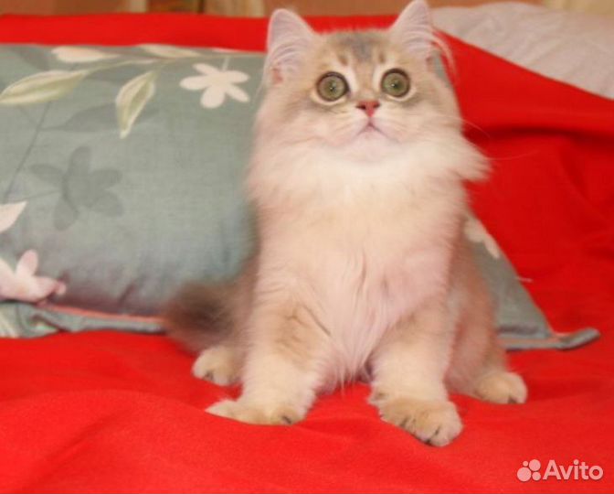 Шотландские котята