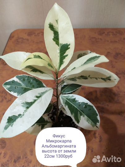 Фикусы Триангулярисы, Микрокарпа Альбомаргината