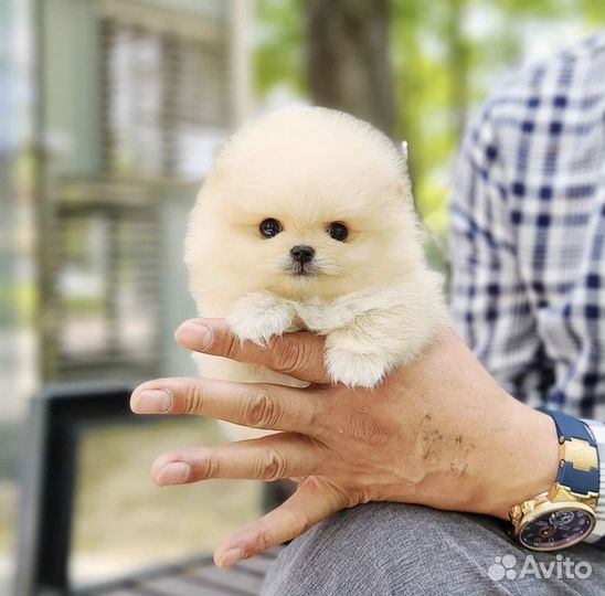 Медвежата супер мини померанцы шпицы
