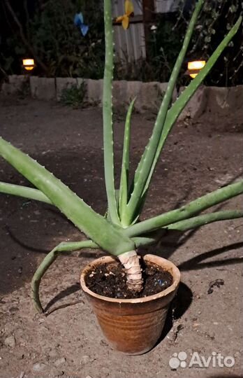 Замиокулькас,алоэ лечебный