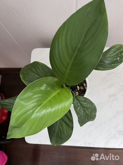 Спатифиллум