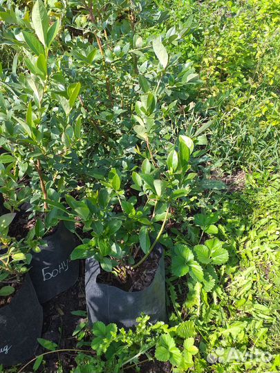 Голубика саженцы