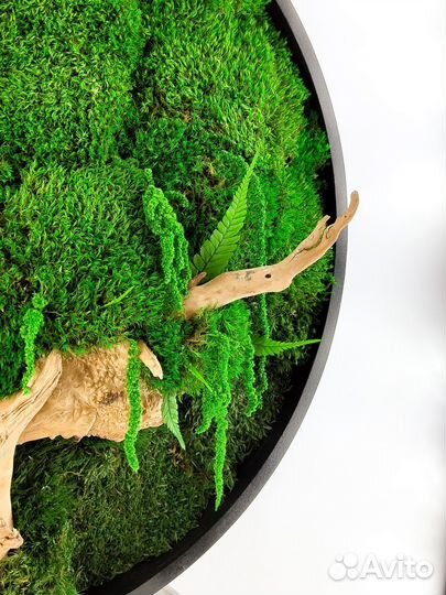 Часы из мха стабилизированного