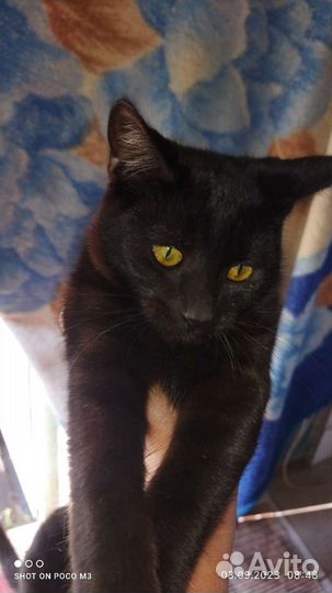 Котик в дар бесплатно