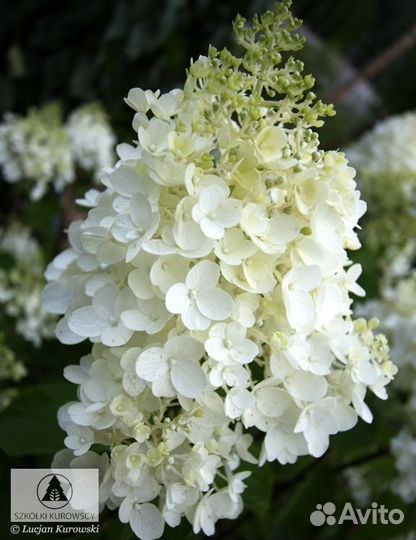 Гортензия метельчатая