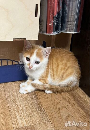 Котенок мальчик