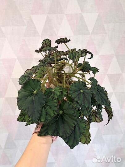 Бегония, Спатифиллумы