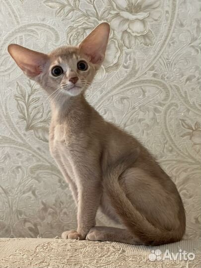 Абиссинская