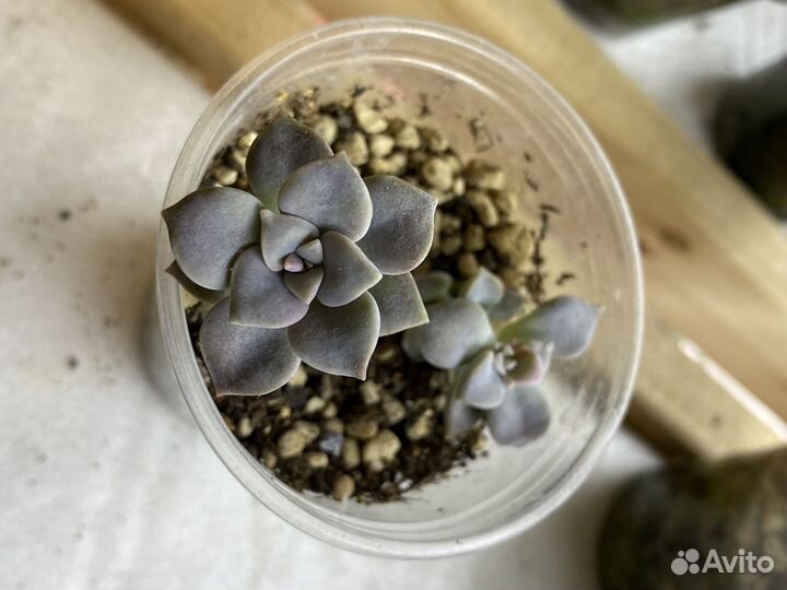 Эхеверия суккуленты седум пахиверия