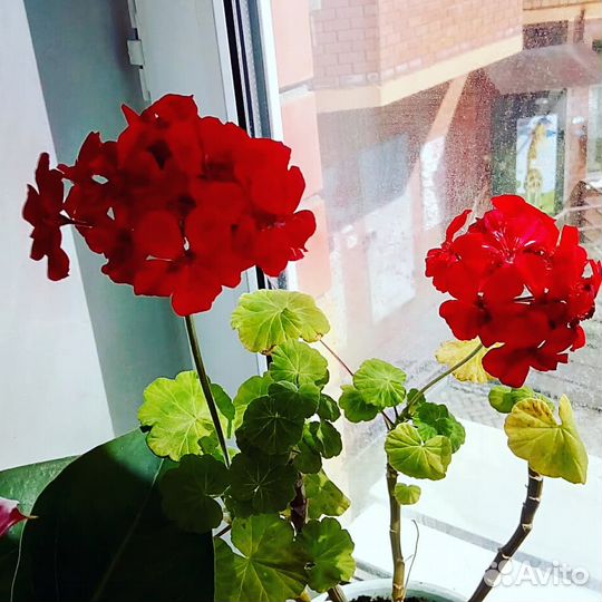 Гарань (пеларгония)