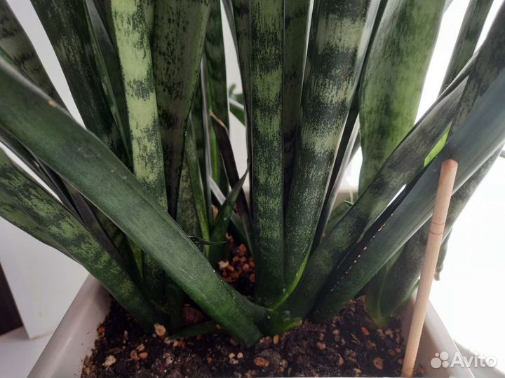 Сансевиерия