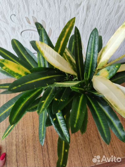 Кротон Золотая звезда