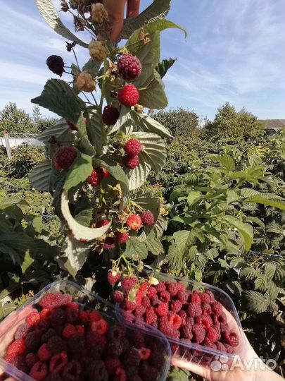 Саженцы ремонтантной малины