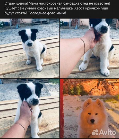 Собака в добрые руки отдам бесплатно