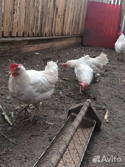 Куры, молодки