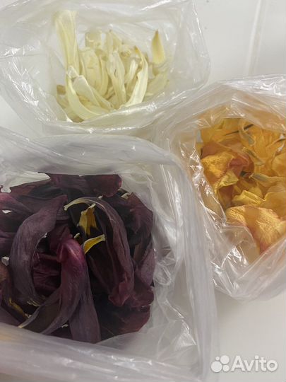 Сухие лепестки тюльпанов