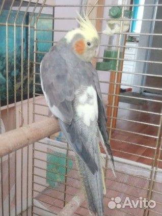 Продам пару корелл