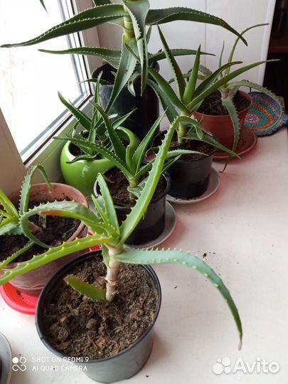 Комнатные цветы алоэ