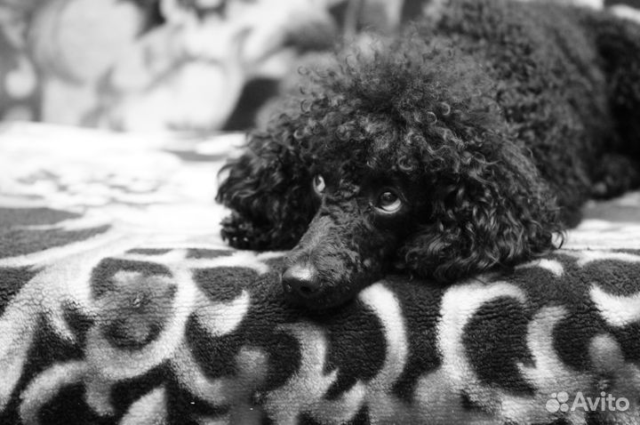 Красивый элегантный пудель ищет невесту