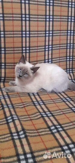 Котенок в дар бесплатно