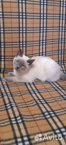 Котенок в дар бесплатно