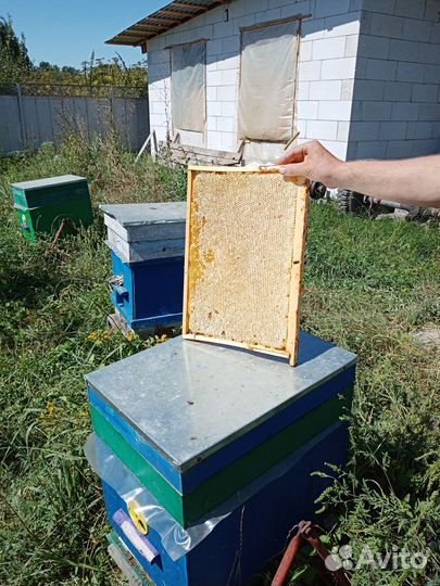 Мед и соты медовые