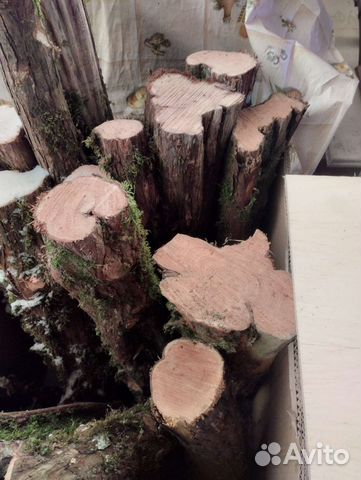 Стволы и спилы кавказского можжевельника