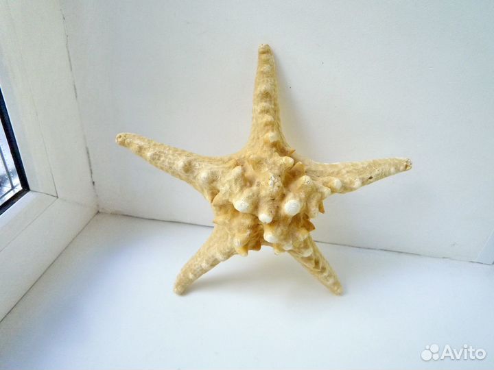 Звезда морская натуральная