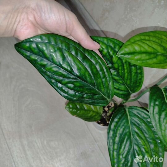 Карстенианум/монстера перу